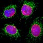 Anti-Lamin A/C Antibody
